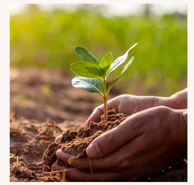 Gentle hands supporting the growth of a young plant shoot, just how Sian at Diverse Living Devon supports her clients. Gentle, nurturing acceptance, providing all the skills to support growth and development.