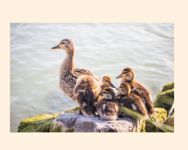 A duck with ducklings in tow